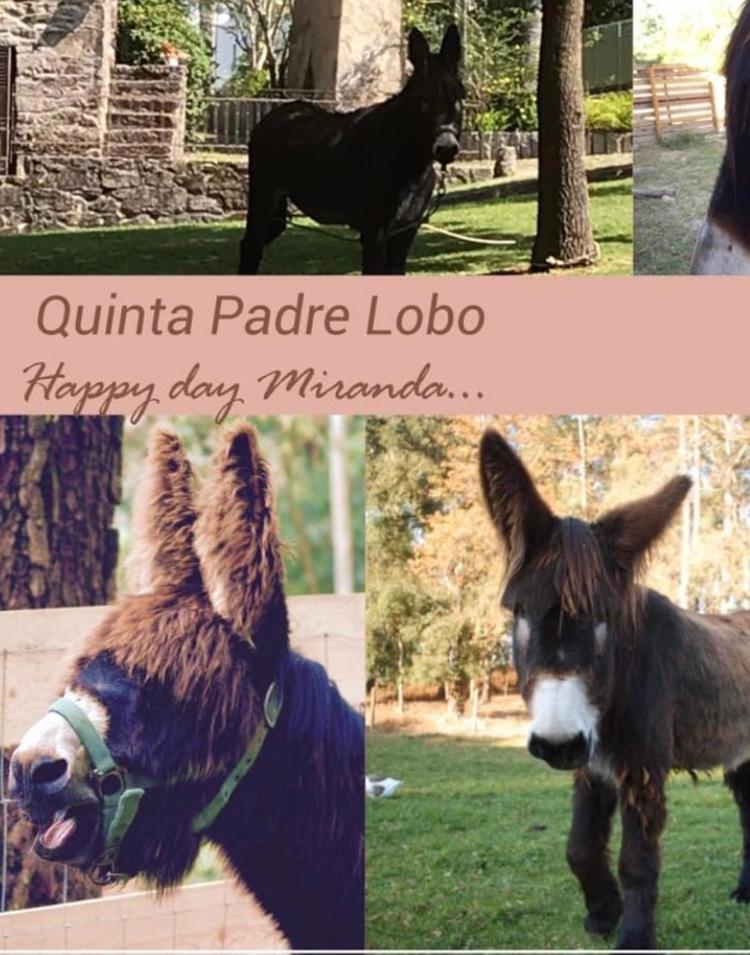 Quinta Padre Lobo Pensionat Santa Maria da Feira Eksteriør billede